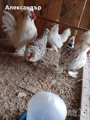 Струмски Бантам, снимка 3 - Кокошки и пуйки - 53229659