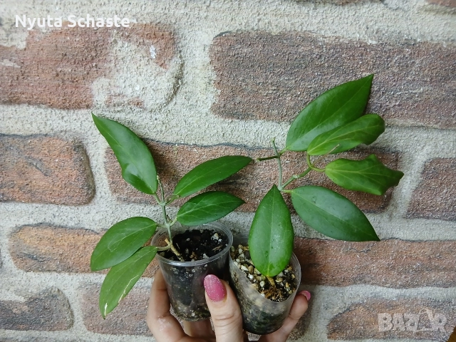 Hoya cutis porcelana, снимка 2 - Стайни растения - 52697356