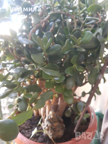 Дървото на живота,голямо,многогодишно,много богато,отлично, снимка 3 - Стайни растения - 51305358