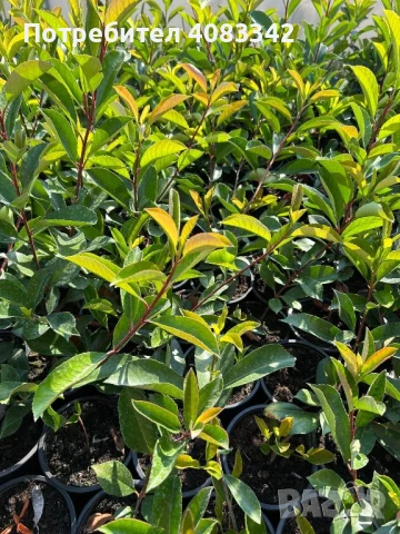  Фотиния Ред Робин, снимка 4 - Градински цветя и растения - 51370293