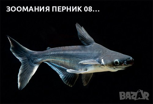 Риба Акула Пангас - Лично Перник 