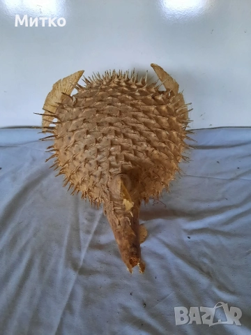 Бодлива риба или риба балон за декорация, снимка 4 - Други - 53069381