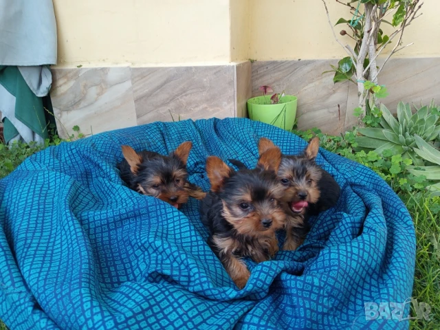  йоркширски териер , снимка 1