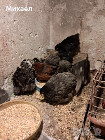 Мини кохини, снимка 3 - Кокошки и пуйки - 52865303