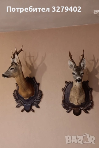 Препарирани Сръндаци 2 броя, снимка 4 - Други - 53132038