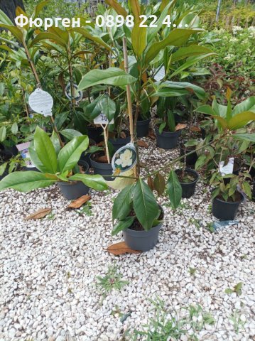 Вечно зелена студоустоичивa Магнолия Грандифлора, снимка 10 - Градински цветя и растения - 28528443