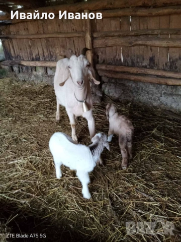 Продавам кози с ярета, снимка 13 - Кози - 53247338