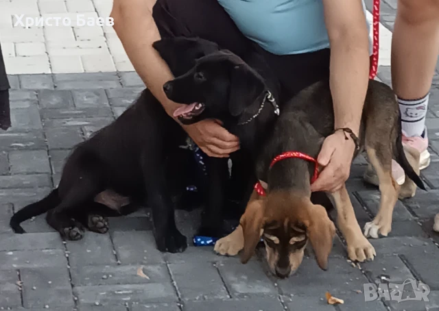 Подарявам кученца кръстоска с майка Лабрадор, снимка 1