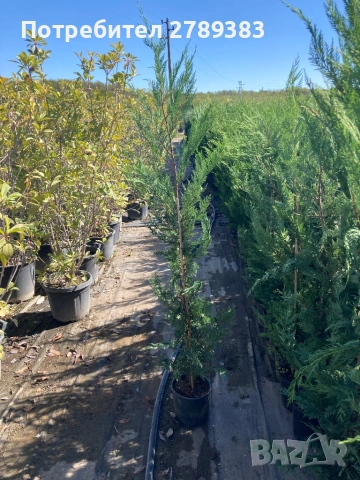 Лейланди кипарис, снимка 3 - Градински цветя и растения - 53071226