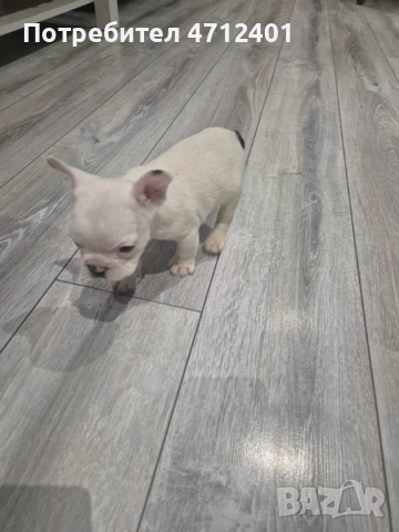 Френски булдог, снимка 4 - Френски булдог - 53140014