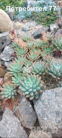 Няколко вида студоустойчиви кактуси и сукуленти, снимка 14 - Градински цветя и растения - 37368313