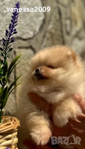 Продавам померани, снимка 7 - Померан - 33241409
