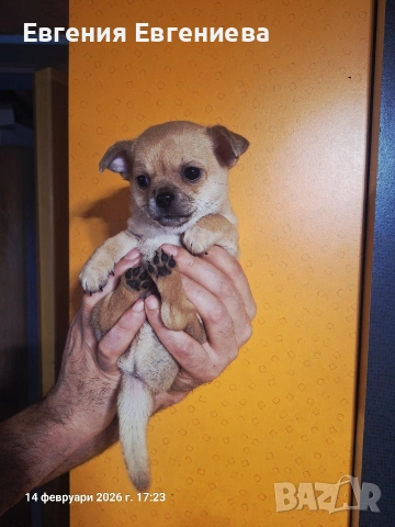 Мини чихуахуа момче., снимка 13 - Чихуахуа - 53590830