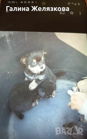 Кученца чихо-пинчер, снимка 1