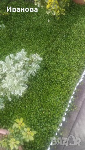 Мюленбекия