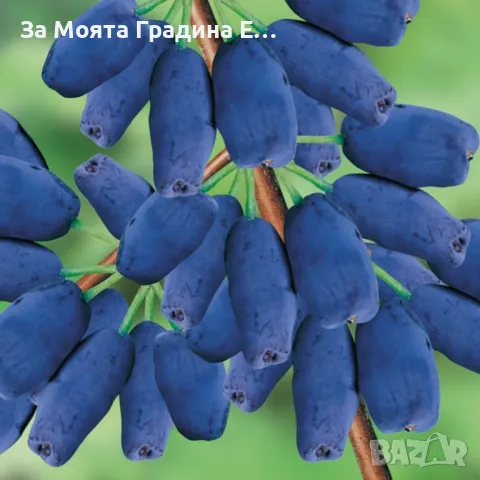 Лоницера Камчатка - Lonicera , снимка 6 - Градински цветя и растения - 49765585