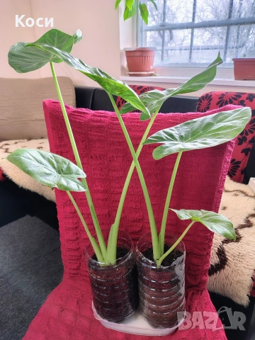 Трилистник домашно цвете 