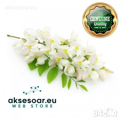 Продавам 400 висококачествени семена от бързо растяща Бяла медоносна акация Бял салкъм облагороден з, снимка 10 - Сортови семена и луковици - 37673195