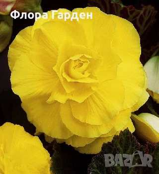 БЕГОНИЯ - Грудки/ ПРЕДВАРИТЕЛНИ ПОРЪЧКИ, снимка 5 - Сортови семена и луковици - 49235759