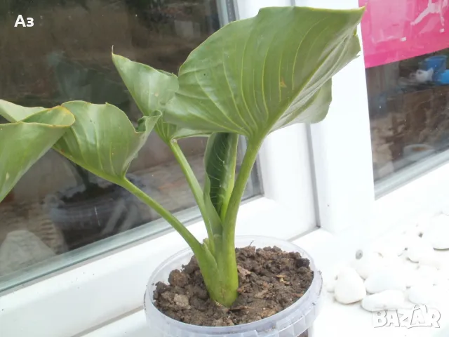 Продавам цветя Кала, снимка 12 - Стайни растения - 48203680