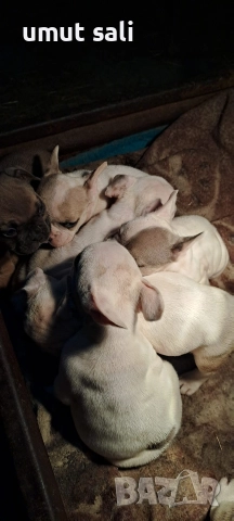 френски булдочета , снимка 9 - Френски булдог - 52974846