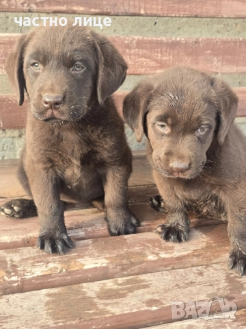 шоколадови лабрадори , снимка 1