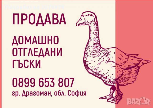 Продавам гъски от 70-100лв., снимка 1 - Патици и гъски - 32940607