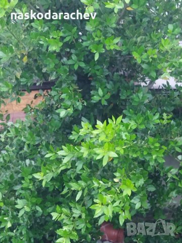 Дафинов лист, лаврово дърво пресни листа за кулинарията, снимка 5 - Домашни продукти - 33179339