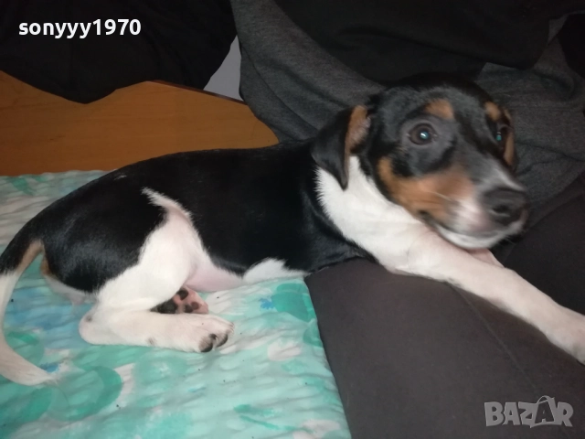 ДЖАК РЪСЕЛ-МОМИЧЕ С РОДОСЛОВИЕ ПАСПОРТ 0411252144, снимка 4 - Джак ръсел териер - 52297701