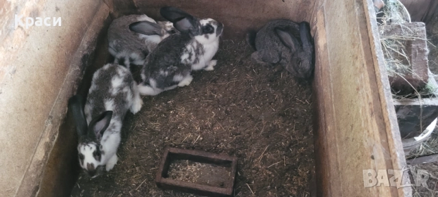 Зайци , снимка 8 - Други животни - 42568244