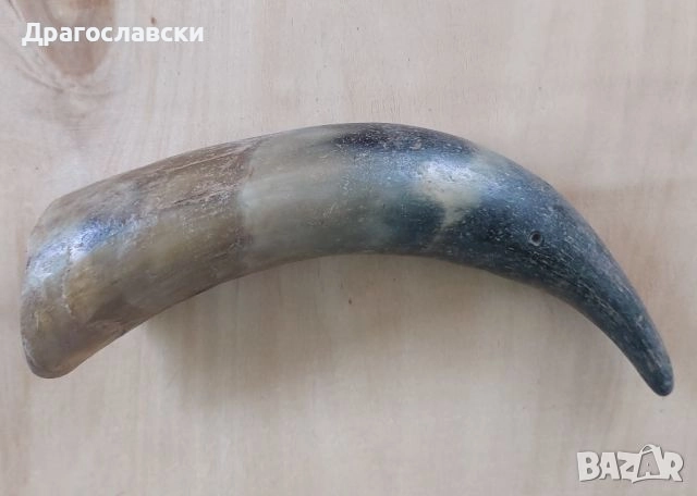 Рога, рогове: Кух рог  - 20, 15, 19 см, плътен, дръжка, снимка 8 - Други - 46576361