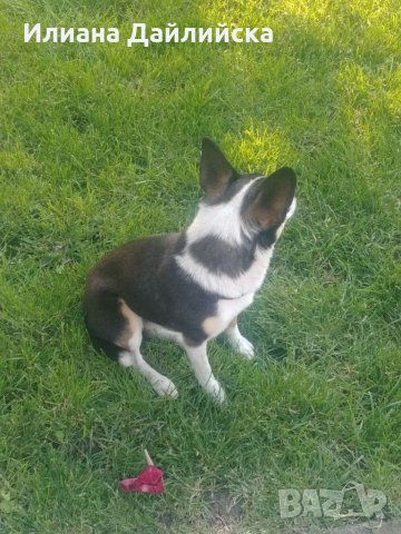 Чихо-пинчер за разплод !, снимка 2 - Пинчер - 33152563