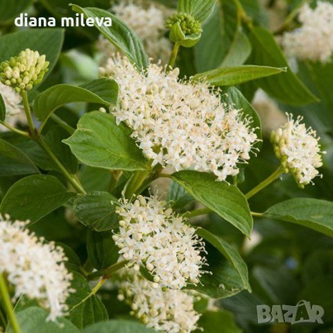 Корнус, Декоративен дрян, Cornus sericea 'Flaviramea', снимка 1