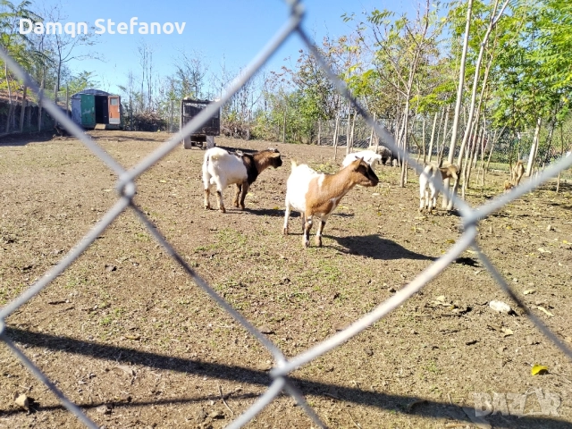 мини холандско джудже мъжко 