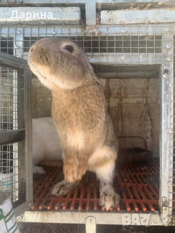 Зайци 6 месеца.