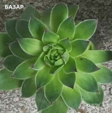 Сукуленти, снимка 2 - Градински цветя и растения - 27254664