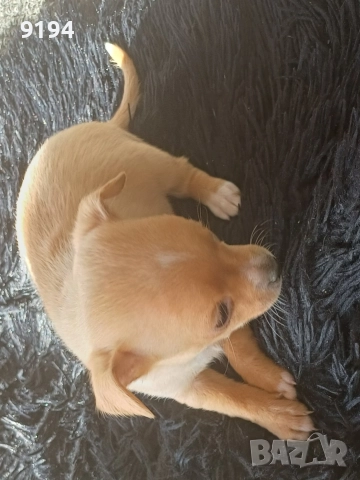 мини пинчер мини пинчер , снимка 6 - Пинчер - 52874815