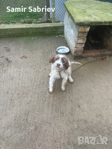 Продавам Кучета , снимка 6 - Други - 52864247