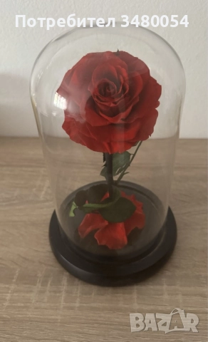 Вечерна роза в стъкленица