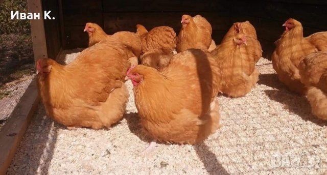 Продавам жълт Орпингтон., снимка 2 - Кокошки и пуйки - 37376457