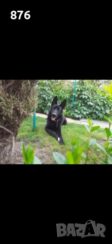 Търся си приятелка , снимка 2 - Немска овчарка - 51404071