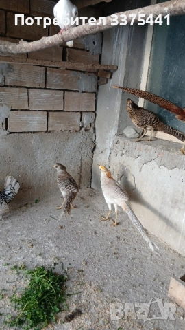 двойки червено златни и жълто златни фазани , снимка 2 - други­ - 52204680