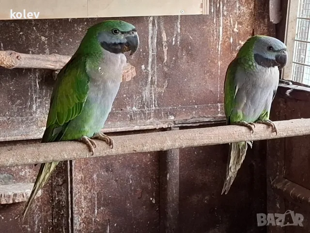 Папагали Китайски Александър , снимка 4 - Папагали - 48283869