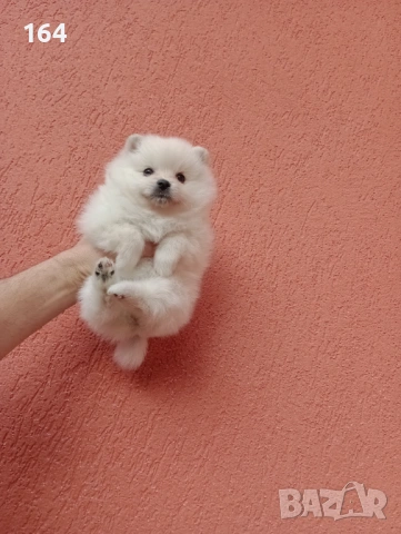 Бяло женско Померанче. Снимки от днес!, снимка 5 - Померан - 53518274