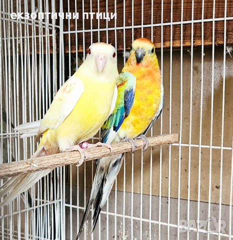 Продавам 3 двойки Пойни папагали , снимка 4 - Папагали - 52678971