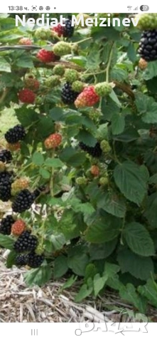 Къпини разсад, снимка 3 - Разсади - 52404608