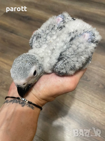 Ръчно хранени папагали Жако, снимка 2 - Папагали - 53004858