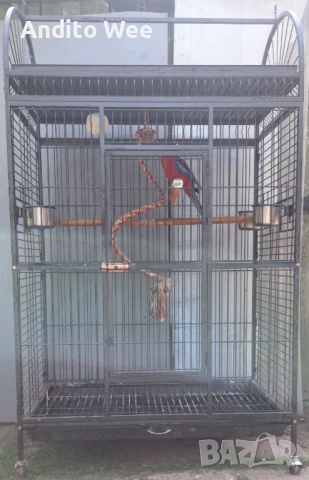 Продавам папагал розела с клетка , снимка 3 - Папагали - 50769622