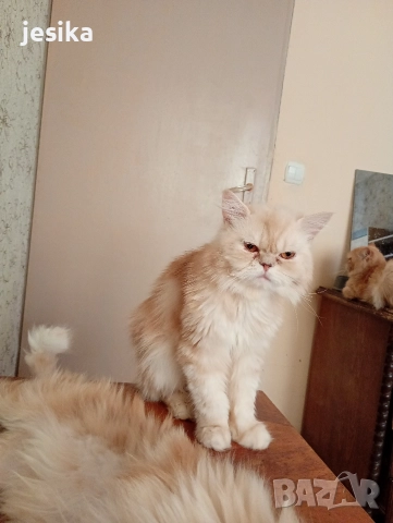 мъжки персийци на 1.5 години, снимка 2 - Персийска - 52840432