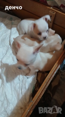 продавам чихопинчери, снимка 7 - Чихуахуа - 53018536